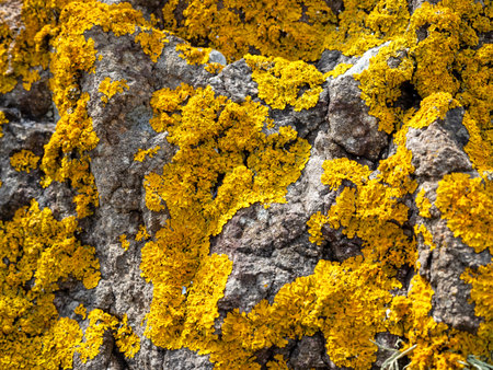 Thick yellow lichen growing on coastal rocks