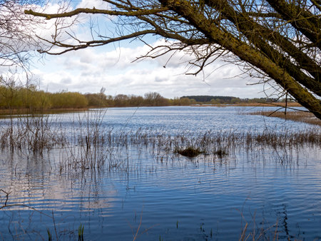 Flooded meadows at Wheldrake Ings, North Yorkshire, Englandの写真素材