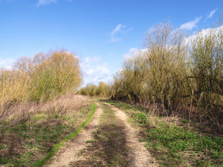 Trail between hedgerows with a clear blue skyの写真素材