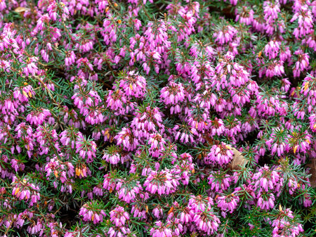 Closeup of flowering heather, Erica carnea Loughriggの写真素材