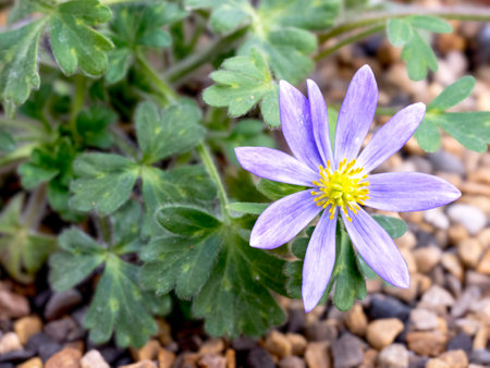 Round leaved anemone flower, Anemone obtusiloba Large Blueの写真素材