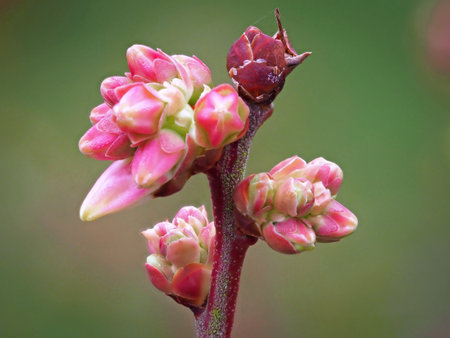 Closeup of flower buds on a blueberry bushの写真素材