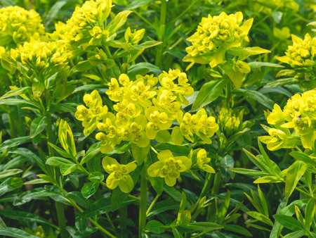Closeup of yellow flowers of Euphorbia palustris Walenburgs Glorie