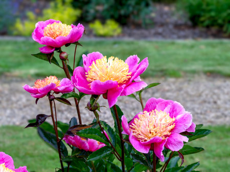 Beautiful peony Doreen flowers in a gardenの写真素材