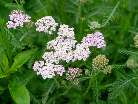 White flowers of Achillea Peardrop from aboveの写真素材