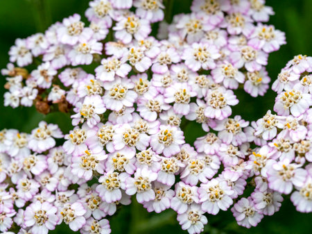 Closeup of white flowers of Achillea Peardropの写真素材