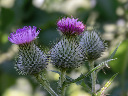 Purple spear thistle flowers, Cirsium vulgareの写真素材
