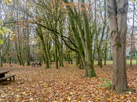 Fallen leaves and picnic tables in a wood in winterの写真素材