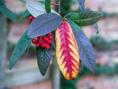 Red and yellow leaf and red berries of late cotoneaster, Cotoneaster coriaceusの写真素材