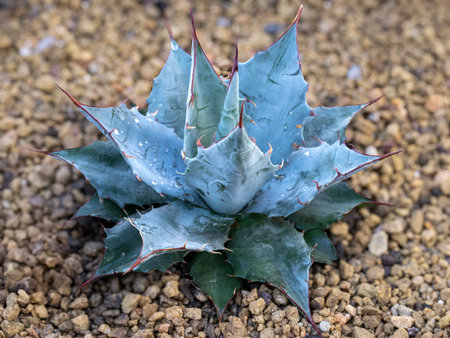 Young cabbage head agave plant, Agave parrasanaの写真素材