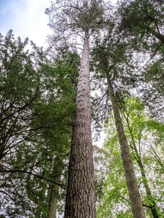 Tall Corsican pine trees, Pinus nigra laricioの写真素材