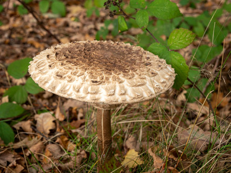Parasol mushroom among fallen leaves and blackberry leavesの写真素材