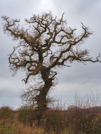 Bare winter oak tree with twisted branchesの写真素材
