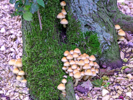 Clusters of bonnet mushrooms growing on a mossy tree trunkの写真素材