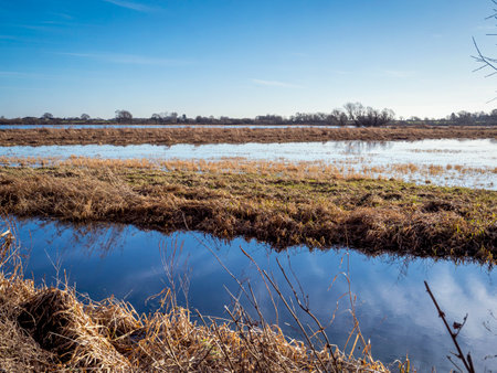 Flooded wetland habitat with a blue skyの写真素材