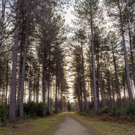 Path through stark pine trees in a woodの写真素材