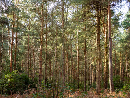 Pine trees in a wood in warm sunlightの写真素材