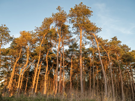 Pine trees illuminated by late afternoon sunの写真素材