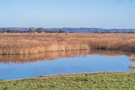 Wetland habitat with golden reeds and a blue skyの写真素材