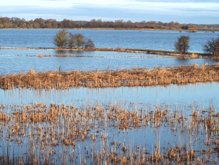 Wetland habitat with grasses and trees, North Yorkshire, Englandの写真素材
