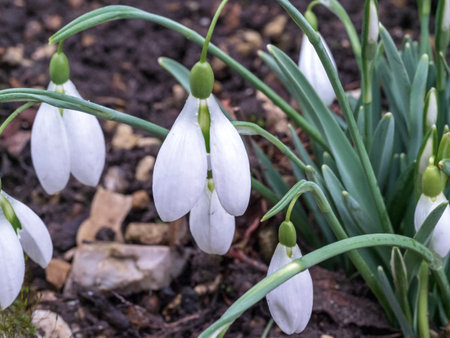 Snowdrop in flower, variety Galanthus John Grayの写真素材