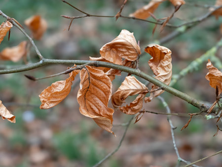 Brown winter beech tree leaves on a tree branchの写真素材