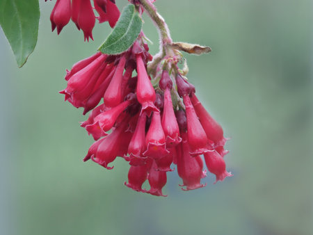 Cluster of flowers of red cestrumの写真素材