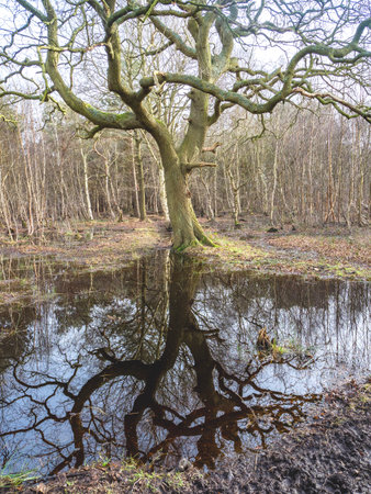 Bare tree reflected in a puddle in a woodの写真素材