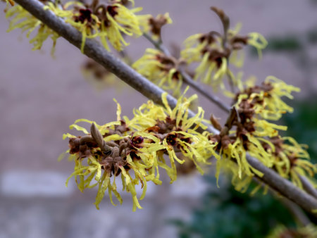 Closeup of yellow witch hazel flowersの写真素材