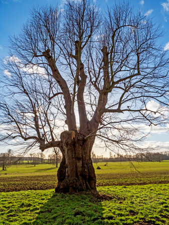 Old pollarded tree with bare winter branchesの写真素材