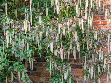 Catkins on a silk tassel bush against a garden wallの写真素材