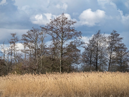 Reed bed and black alder trees in winterの写真素材