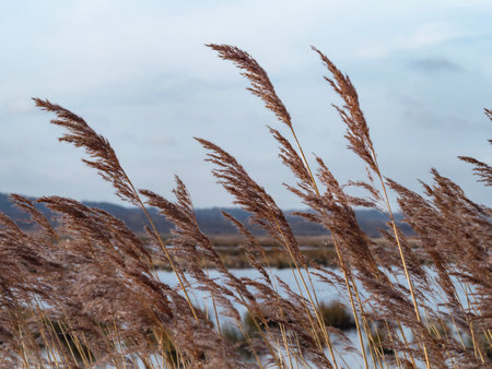 Closeup of brown flowering reeds with selective focusの写真素材