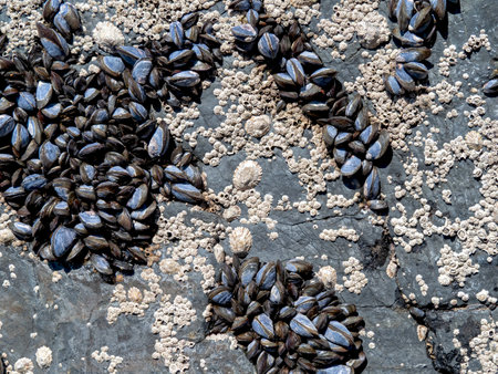 Mussels, barnacles and limpets on a rockの写真素材