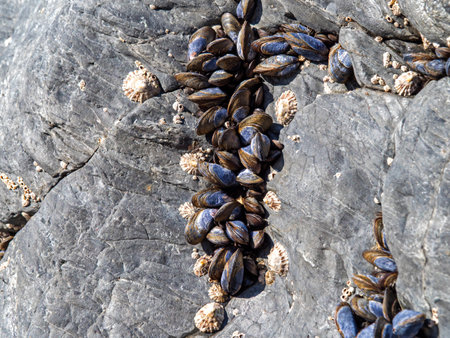 Mussels, limpets and barnacles at low tide