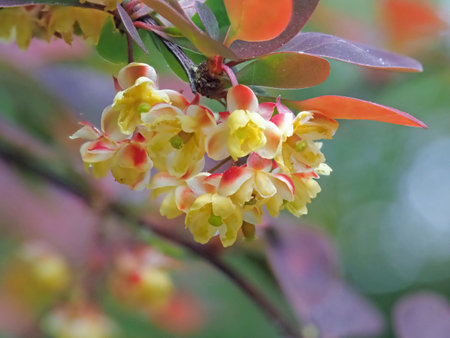 Closeup of blossom on a Japanese barberry bushの写真素材