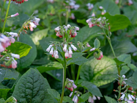 Flowers of common comfrey, Symphytum officinale, in a gardenの写真素材