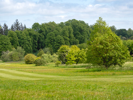 Green meadow and trees with summer foliageの写真素材