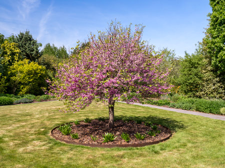 Judas tree Cercis siliquastrum flowering in a gardenの写真素材
