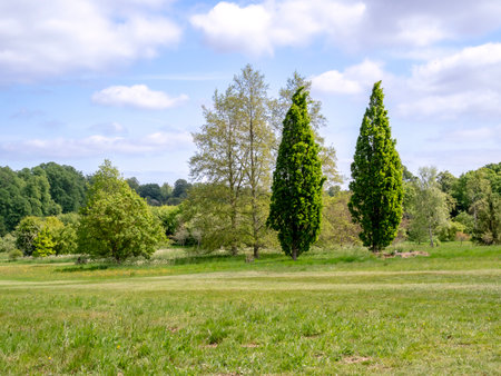 Park with green meadow and trees with summer foliageの写真素材