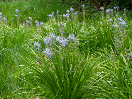Large camas, Camassia leichtlinii, flowering in a meadowの写真素材