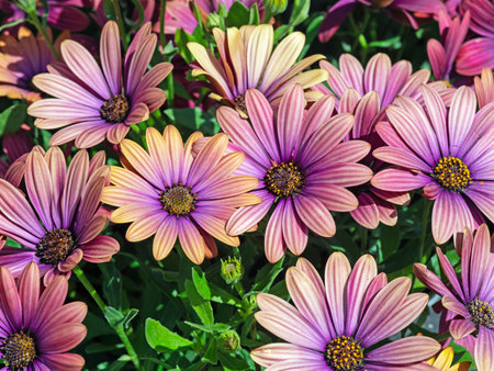 Pink purple African daisy flowers in a gardenの写真素材