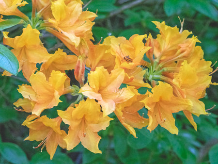 Orange flowers on a flame azalea shrubの写真素材