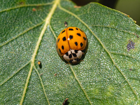 Orange harlequin ladybird with black spots on a green leafの写真素材