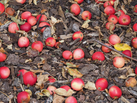Crab apples fallen from the tree in autumn