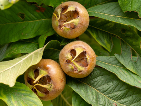 Medlar fruit and leaves on a tree branchの写真素材