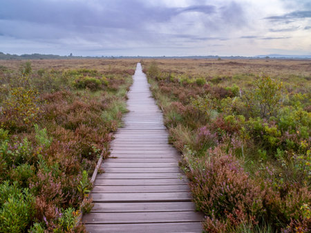 Boardwalk across a flat bog habitat with flowering heather