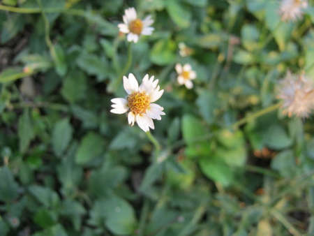 flowerの写真素材