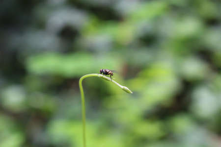 fliesの写真素材