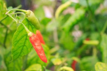 chili focus on pepperの写真素材